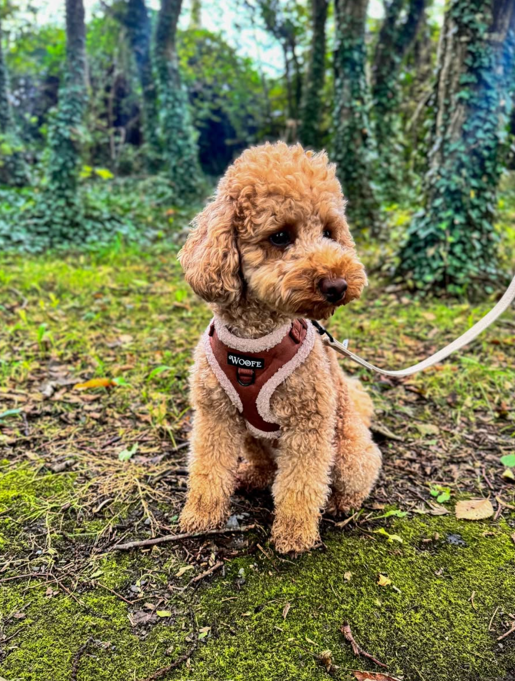 Het fluwelen berenharnas