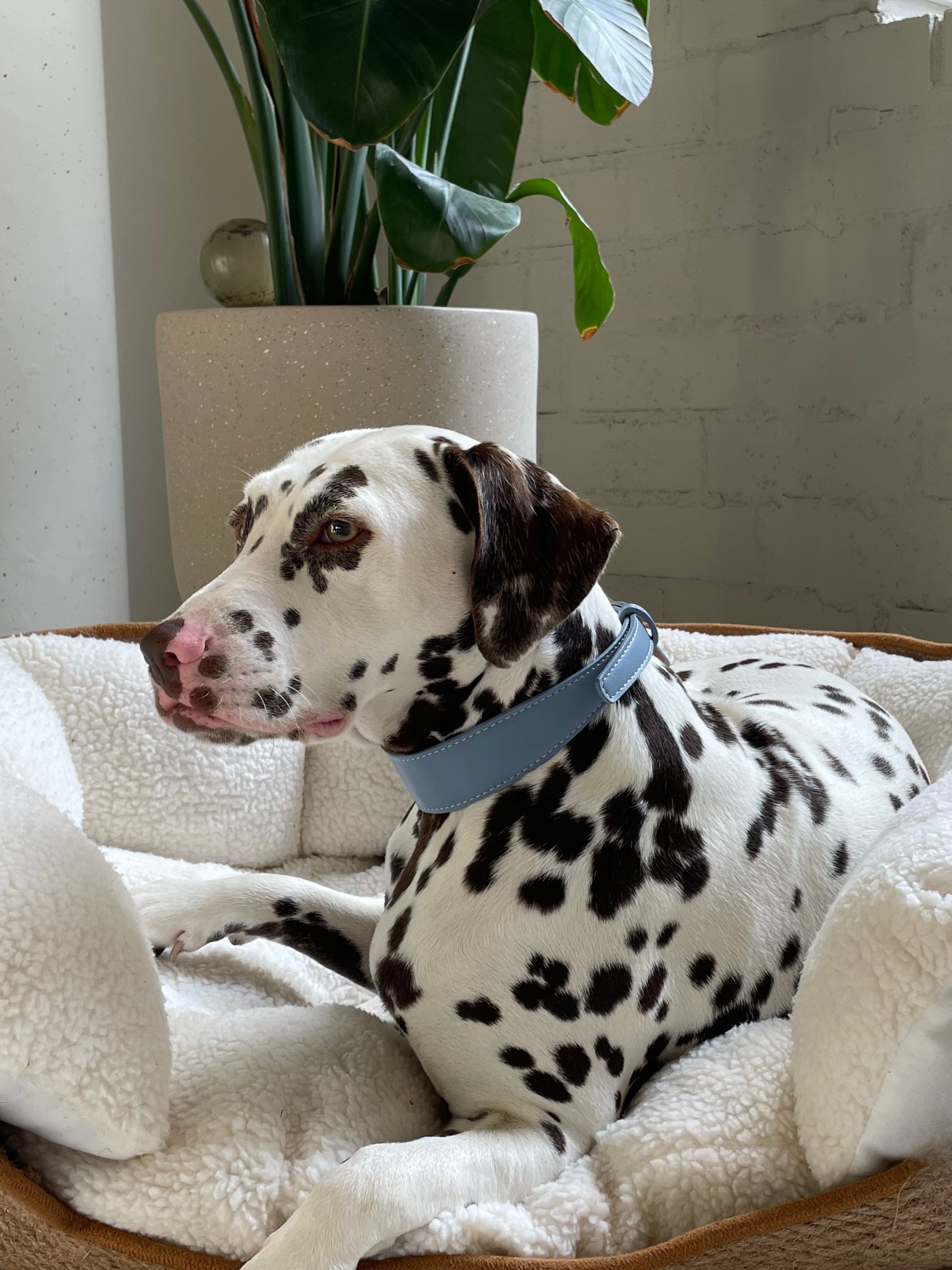 Blauwe veganistische leren halsband