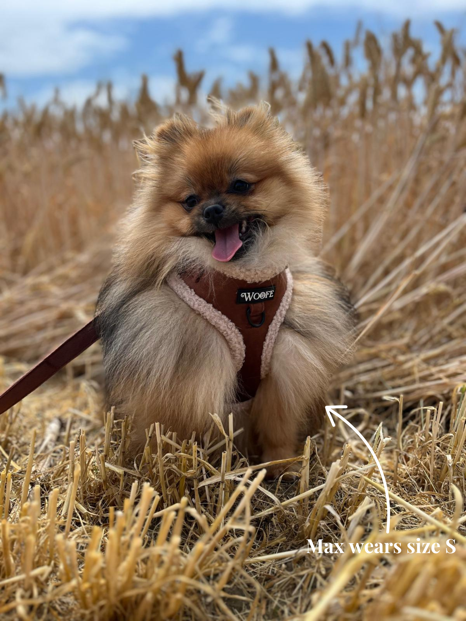 Het fluwelen berenharnas
