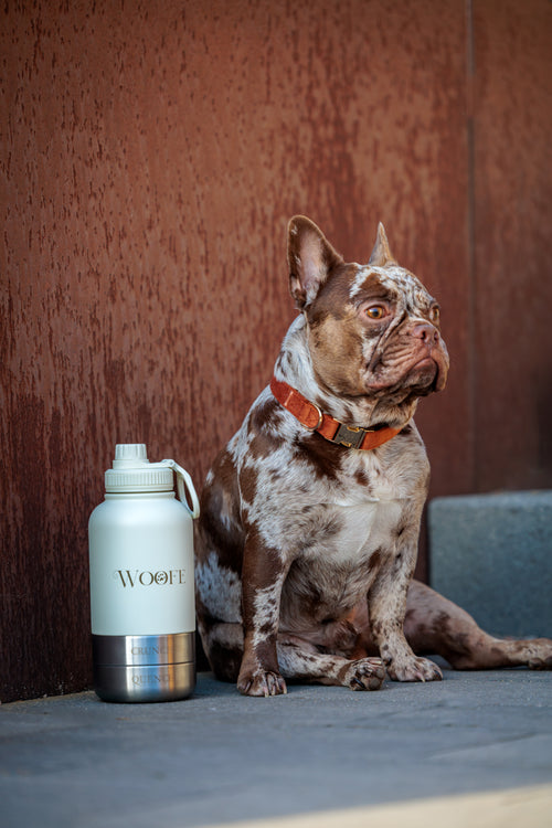 3 in 1 Water bottle - Oatmilk White