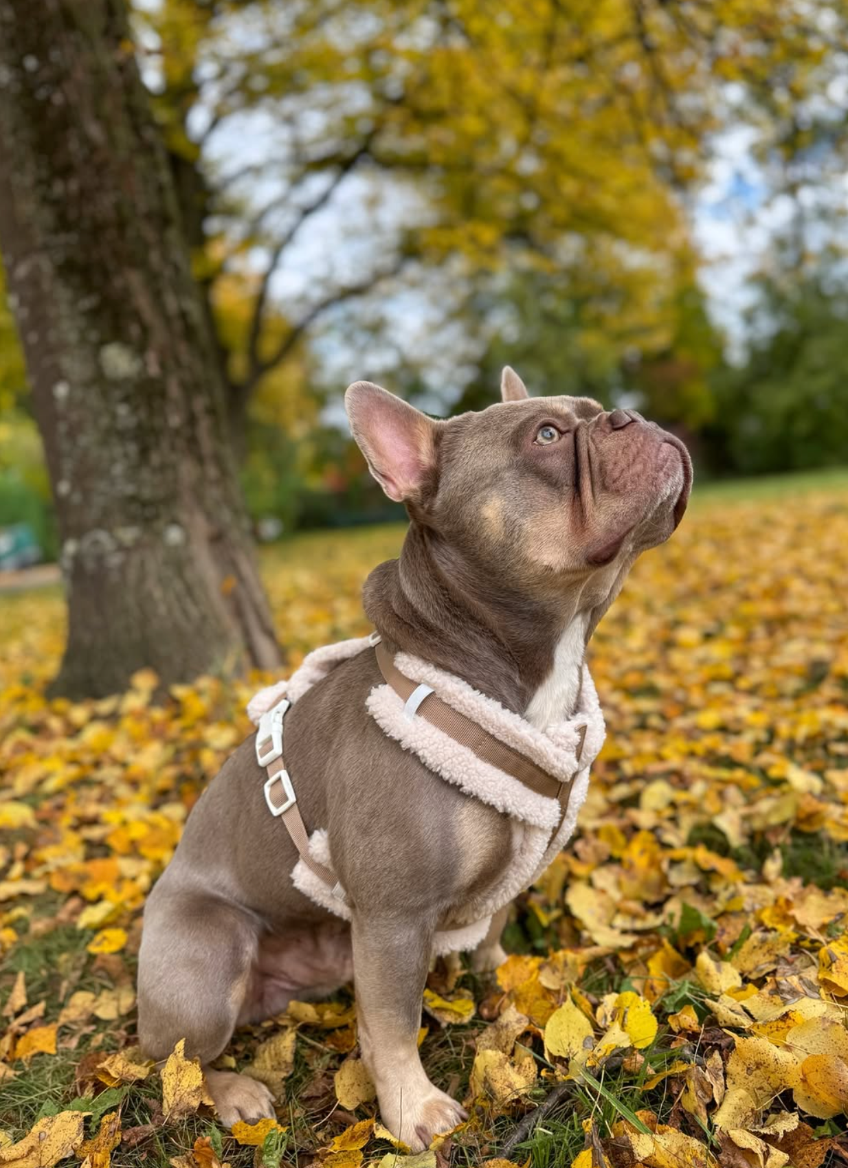 Het Sherpa-berenharnas