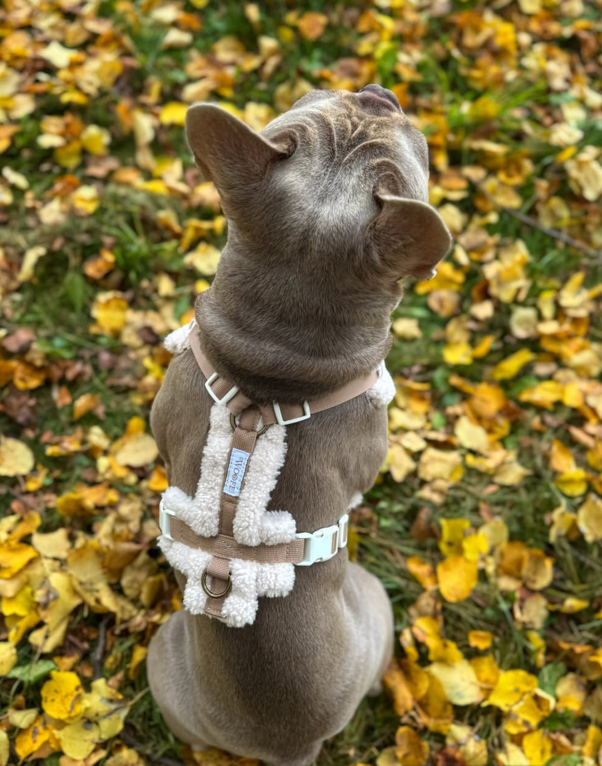 The Sherpa Bear Harness