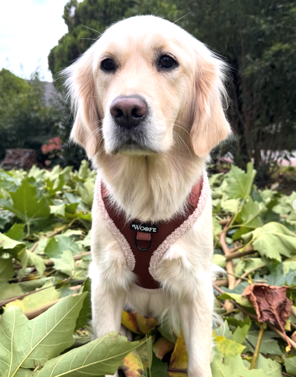 Het fluwelen berenharnas