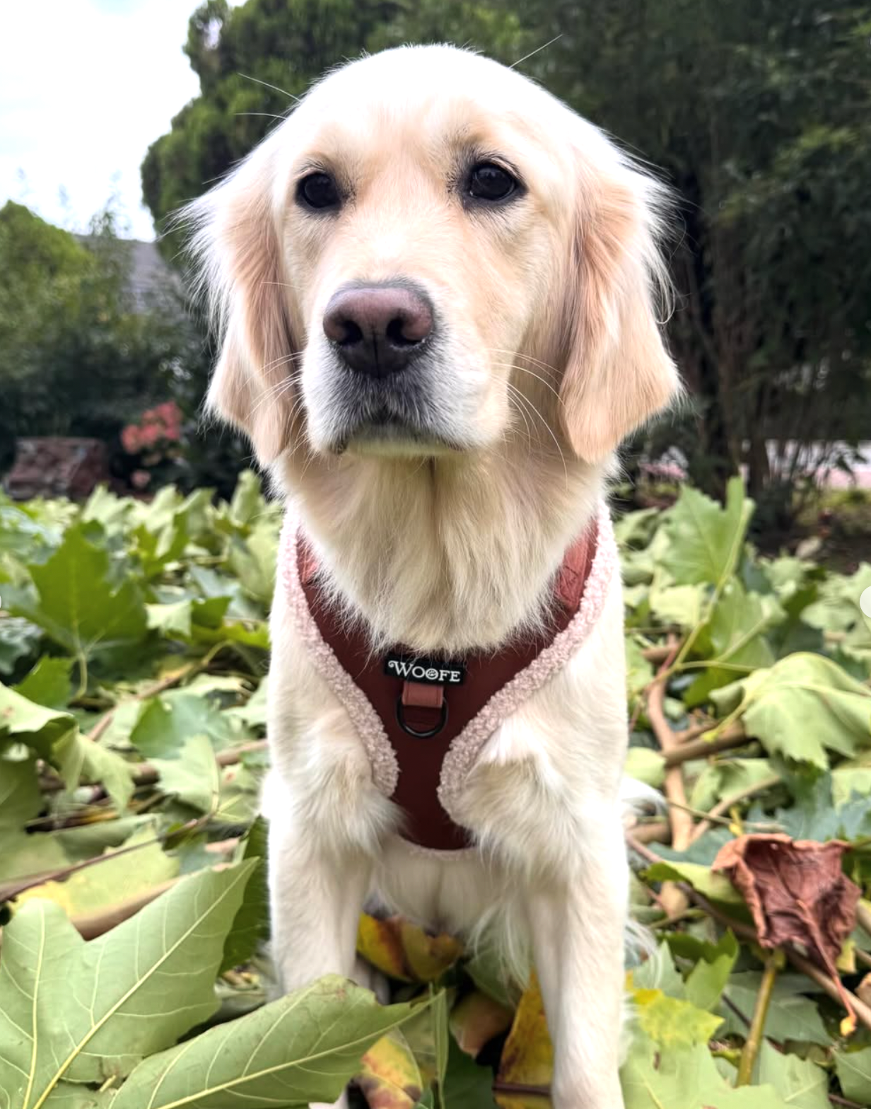 Het fluwelen berenharnas