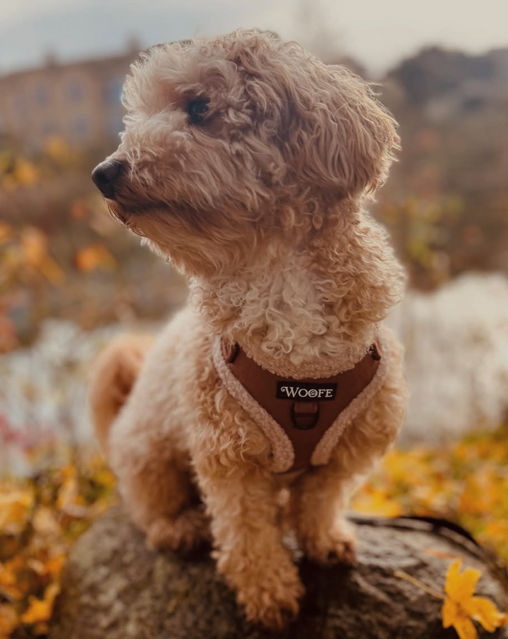 Het fluwelen berenharnas