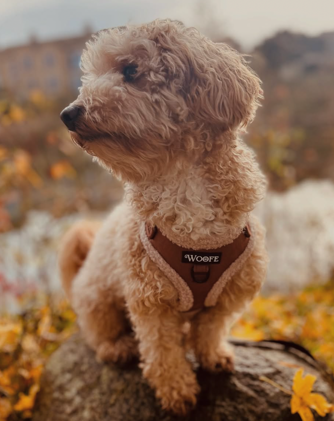 Het fluwelen berenharnas