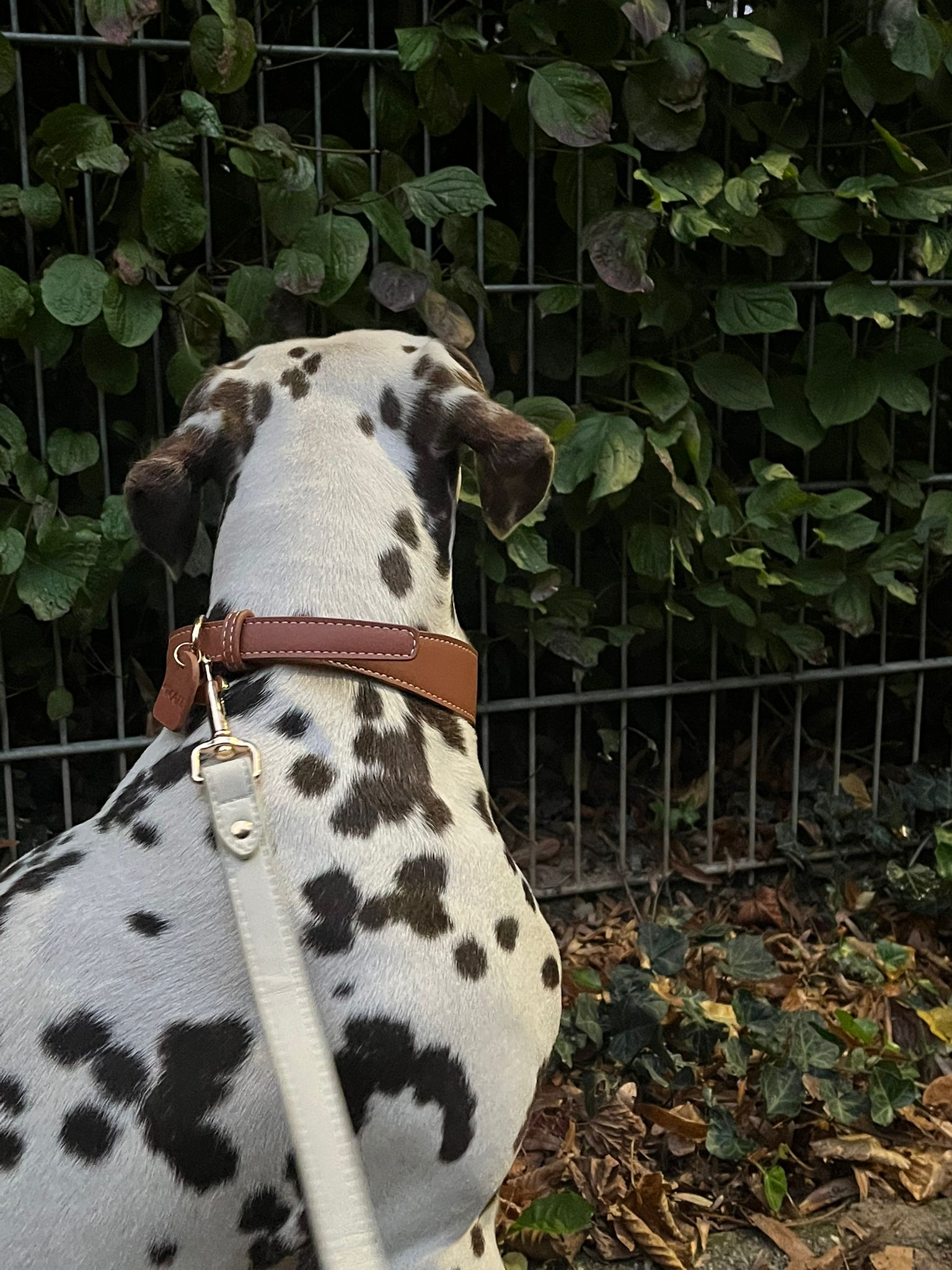 Mocha Vegan Leren Halsband