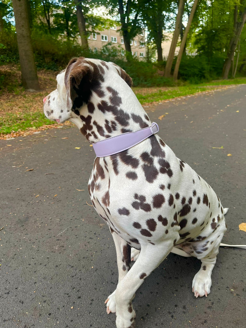 Lila veganistische leren halsband