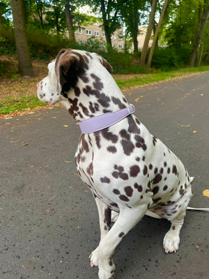 Lila veganistische leren halsband