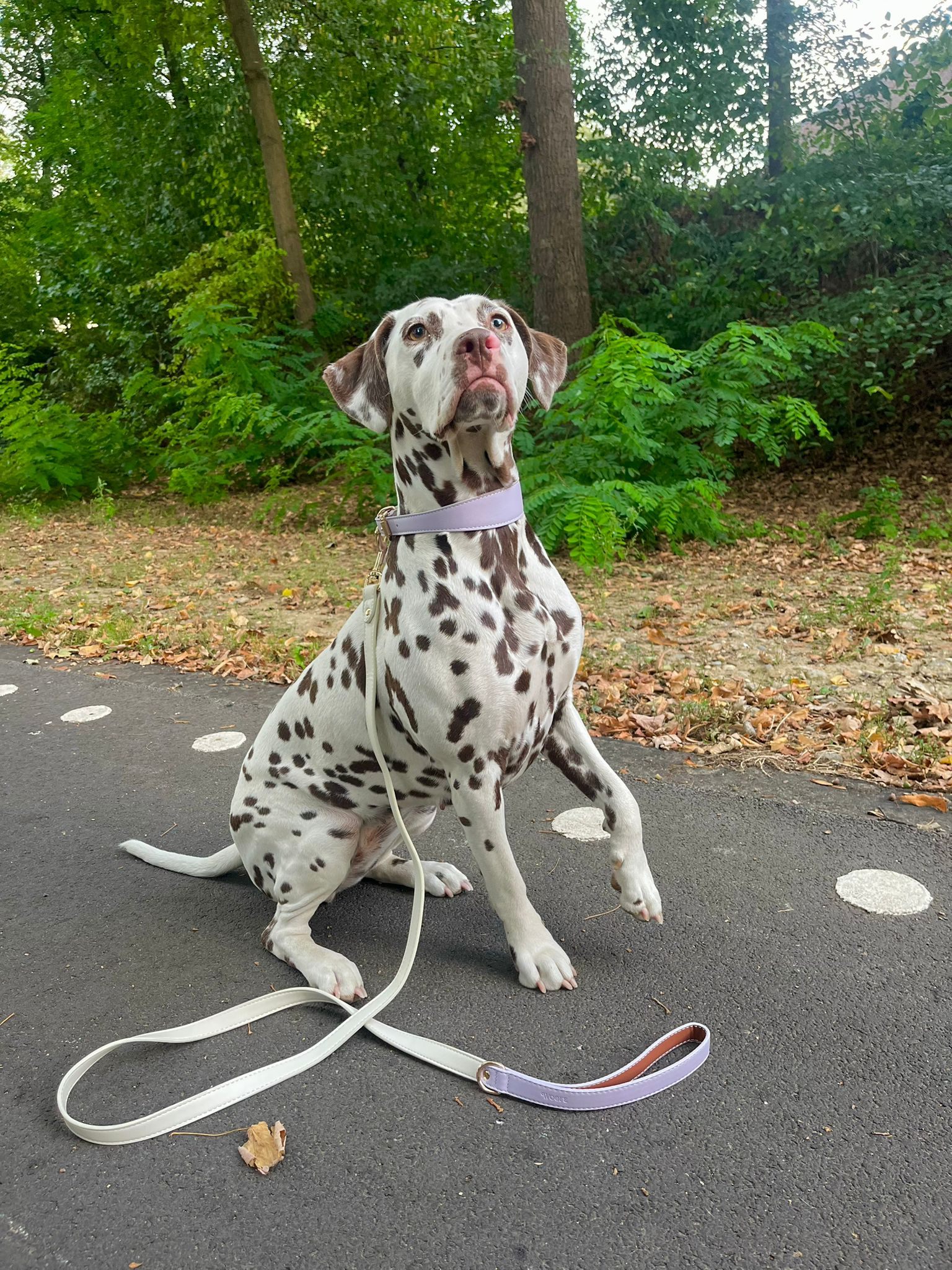 Lila veganistische leren halsband